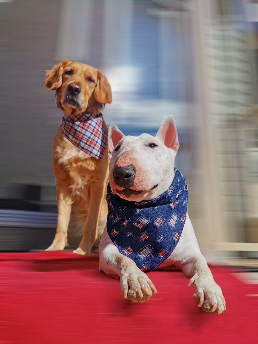 Snap-on Dog Bandanas - Snap-on, No Tie, Versatile - Vivid Canine FREE  SHIPPING!